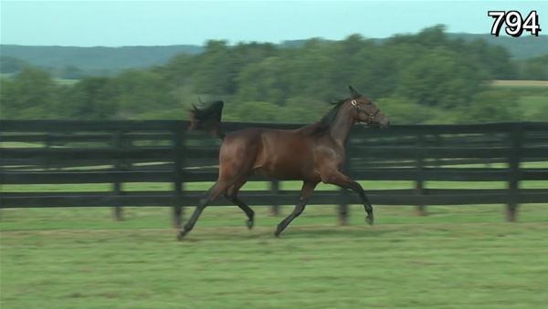 Standard Bred Yearlings